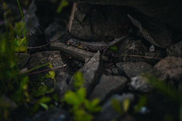 lizard in the forest