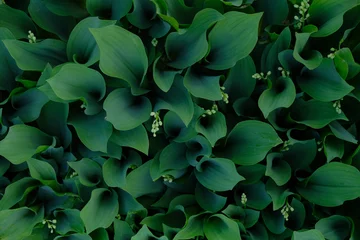 Foto op Canvas Dark green lily of the valley. Garden decor with Lilies of the valley. © Ganna Zelinska