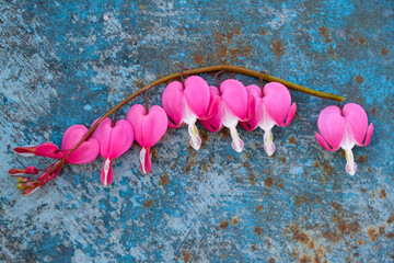 Flowers of bleeding hearts on a rusty blue background. Copy space. 
