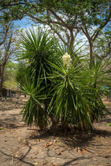 Flowering Palm