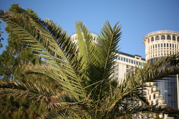 Fototapeta na wymiar Palm leaves on a sunny day