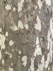 bark of a sycamore or plane tree looking like camouflage structure close-up