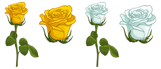 White and yellow roses isolated on white background. Vector illustration of flowers.