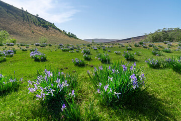 blooming iris flowers in a green field in the steppe at the foot of the hills of the mountains in Khakassia russia