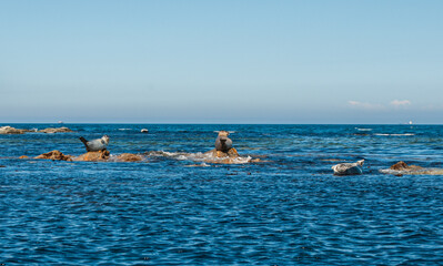 Tourism and sea travel. Rest on the sea.