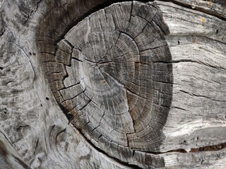 interesting cross section of drift wood tree trunk close-up