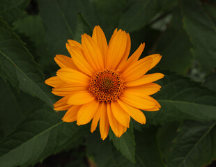 Orange single flower on a background of green leaves