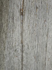 old cypress tree wooden texture
