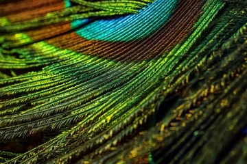 Gordijnen Peacock feather closeup. © Sunanda Malam