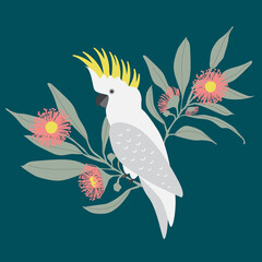 Native Exotic Australian Animals Parrot Cockatoo Isolated with Native Floral Eucalyptus Blossom Wattle