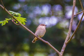 Muscicapa striata or The spotted flycatcher in a tree
