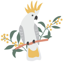 Native Exotic Australian Animals Parrot Cockatoo Isolated with Native Floral Eucalyptus Blossom Wattle
