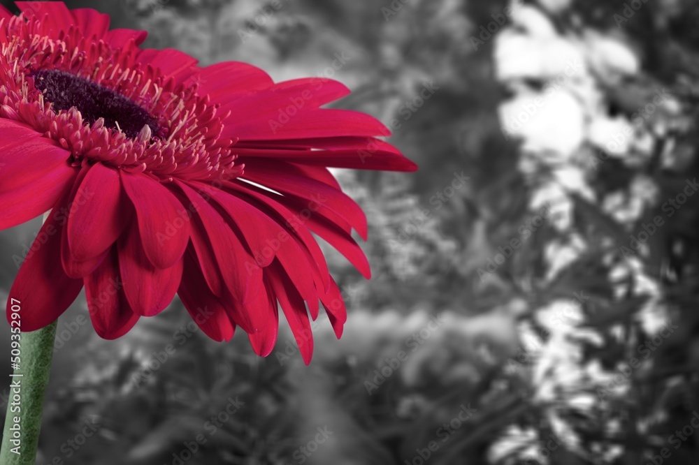 Wall mural Beautiful red flower on black and white background.