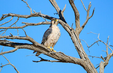 Lanner falcon in the Kgalagadi, South Africa