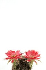 Potted cactus with red flowers isolated on white background. Vertical photos have copy space.