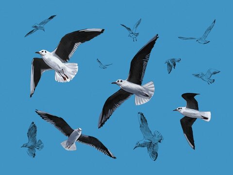 graphic drawn seagulls against the blue sky