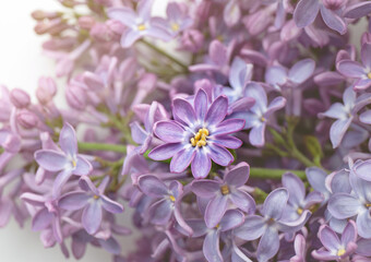 Lilac Syringa flower with rare 10 petals on blossom, sign of a lucky charm.