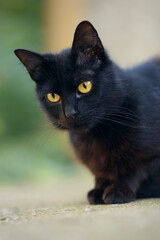 Portrait shot of beautiful black stray cat with yellow eyes sitting on the ground 