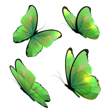 Green butterflies on a white background. Vector butterflies, butterfly set