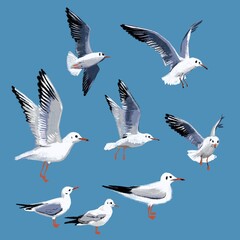 Fototapeta premium Print, illustration with simple graphic seagulls on a blue background