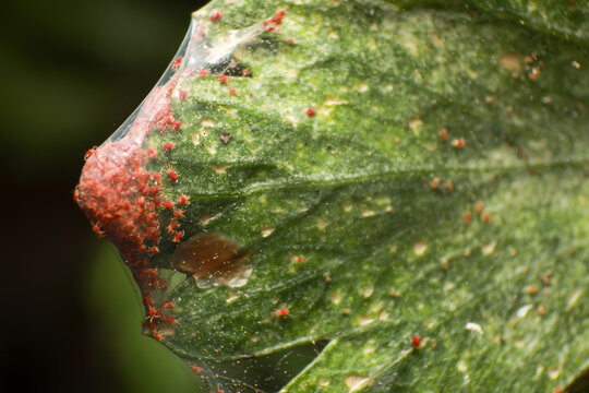 Super macro photo of group of Red Spider Mite infestation on vegetable. Insect concept.