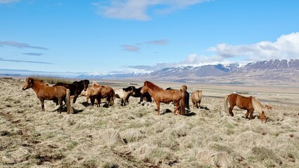 Fototapeta na wymiar Islandpferde in der isländischen Landschaft.