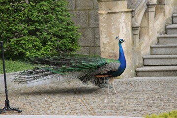 peacock in the park of Konopiste, Czech Republic