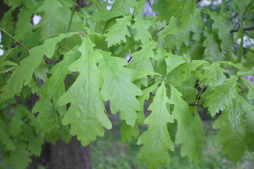 Fototapeta na wymiar Green oak leaves close up