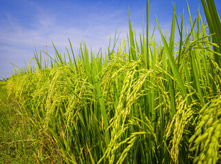 rice field and sky background at morning, the view of the rice fields in the village, The rice fields are under the blue sky, rice fields in asia