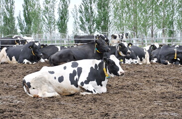 Cows lie down on the farm