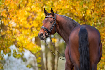 Bay stallion in bridle on fall park