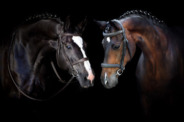 Two Horse portrait in bridle