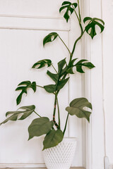 Philodendron in a white pot on a shelf against a white wall.Home gardening,urban jungle,biophilic design.Selective focus.