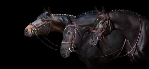 Horses portrait on black