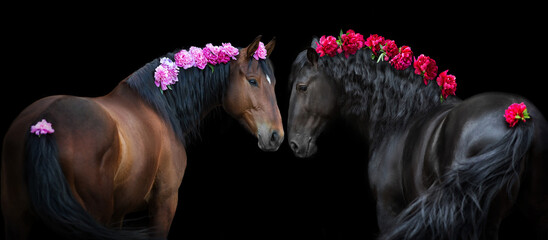 Two  Horse on black with flowers in mane