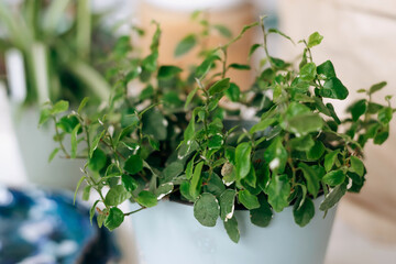 Fototapeta premium Ficus pumila in a blue pot.Home gardening.Biophillia design.Urban jungle.Selective focus.