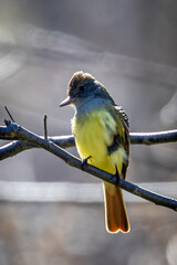 Crested flycatcher