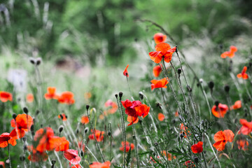 Blooming buds of meadow flowers - bright colors of summer