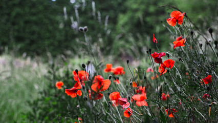 Blooming buds of meadow flowers - bright colors of summer