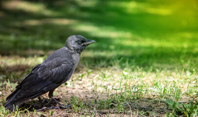 Wild bird jackdaw outdoors on the ground.