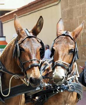 Team of two mules