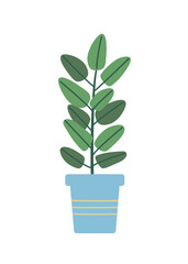 Ficus in a flower pot. Vector illustration flower with leaves for room decoration.