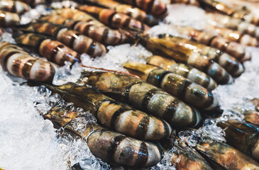 Giant tiger prawn or Asian tiger shrimp