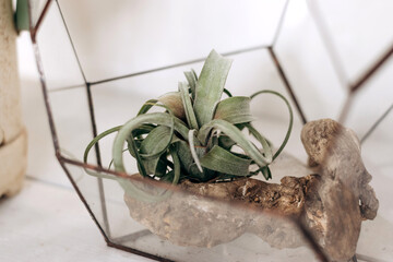 Glass florarium with tillandsia on a shelf on a white wall.Bright authentic home interior.Home gardening,urban jungle,biophilic design.Selective focus.