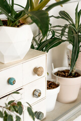 Bright authentic home interior.A white chest and indoor plants in white pots.Home gardening,urban jungle,biophilic design.Selective focus.