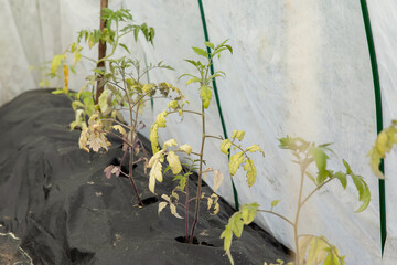 Young tomato seedlings with dry and yellowed leaves. Diseases of tomatoes.