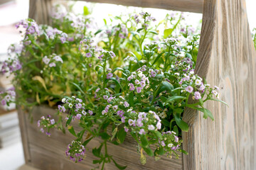 Alyssum in a wooden box on the windowsill at home.Home gardening,urban jungle,biophilic design.Selective focus,close-up.