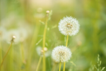 Fluffy dandelions on a beautiful sunny background. Gentle summer background. Selective focus.