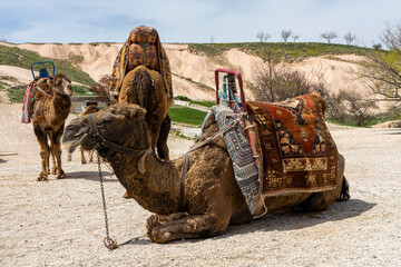 Camels standing near Uchisar Castle Valley, Cappadocia. Popular for tourists. Camel Safari...