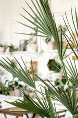 Indoor palm tree and blurred authentic home interior in the background.Home gardening.Biophillia design.Urban jungle.Selective focus.